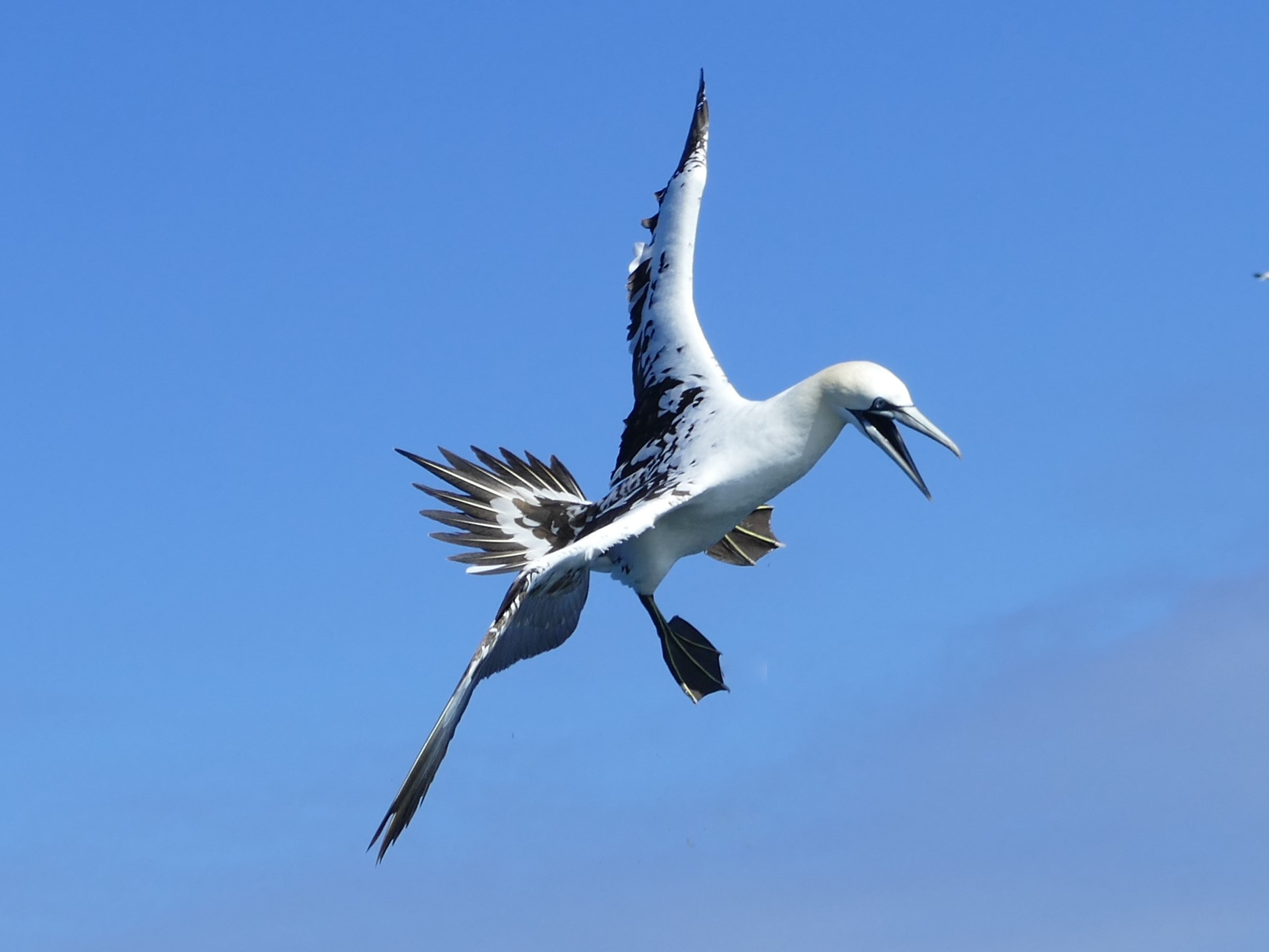 GANNET TILT JUV (1) Gannet