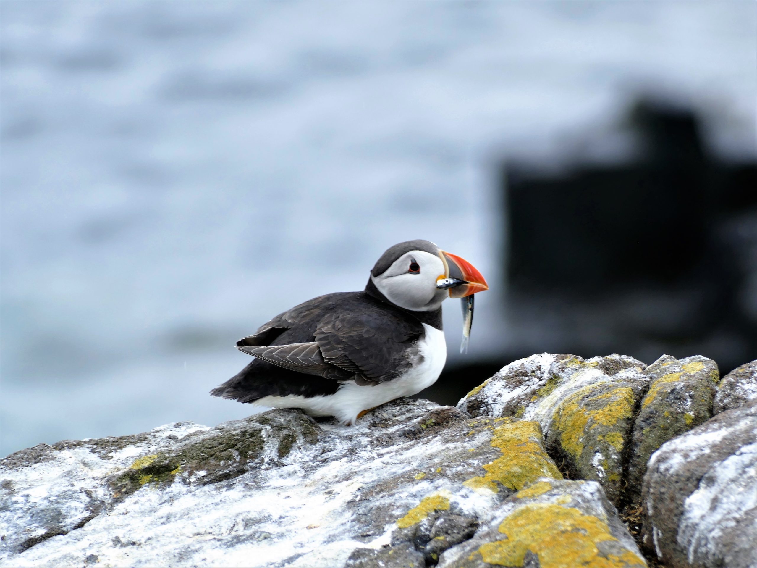 bass rock puffin tour