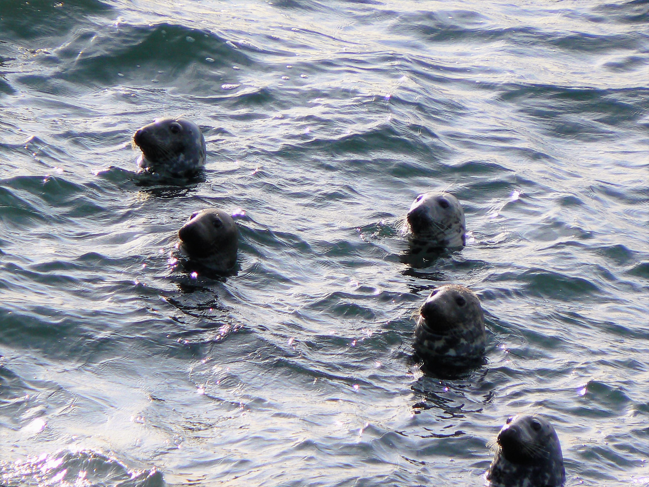 seals in the Forth